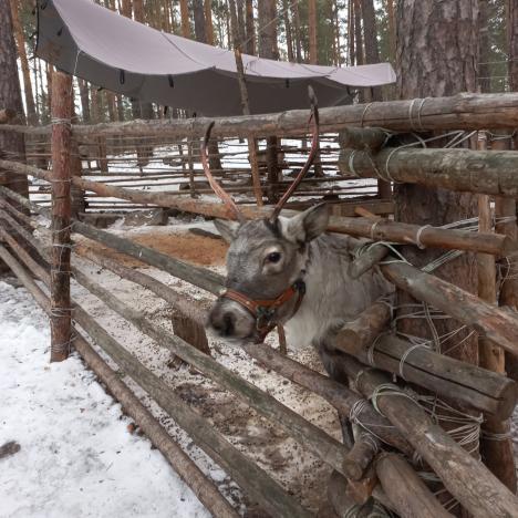 Тайны оленей и дольменов