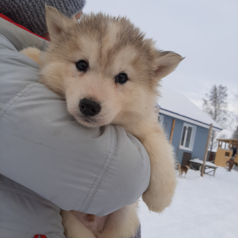 В гостях у хаски