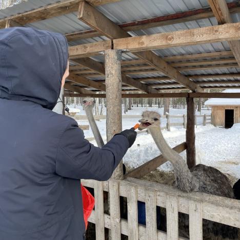 Северное царство оленей
