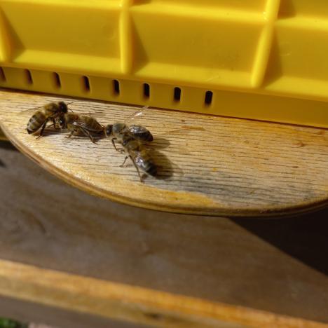 Тайны медового царства